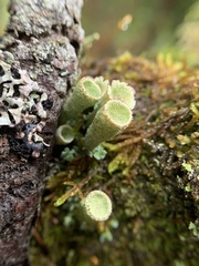 Cladonia