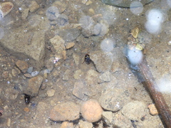 Lacconectus formosanus