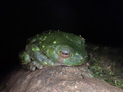 Ranoidea caerulea