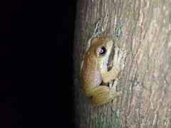 Ranoidea pearsoniana