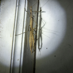 Trachythorax sparaxes