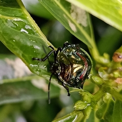 Heteroptera