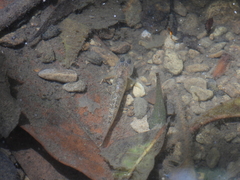 Rhinogobius rubromaculatus