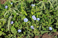 Ipomoea nil