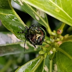 Heteroptera