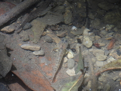 Rhinogobius rubromaculatus