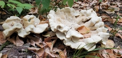 Bondarzewia berkeleyi