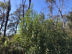 Astrotricha latifolia