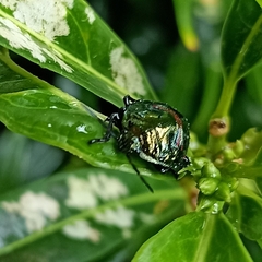 Heteroptera