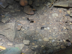Lacconectus formosanus