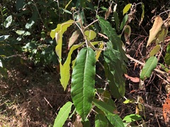 Astrotricha latifolia