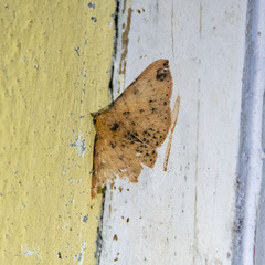 Cerynea punctilinealis