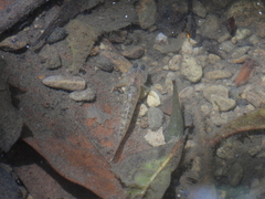 Rhinogobius rubromaculatus