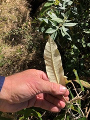 Astrotricha latifolia