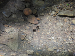 Lacconectus formosanus