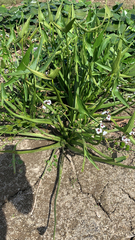 Sagittaria sagittifolia