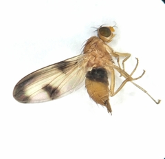 Toxonevra trimacula