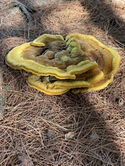 Phaeolus schweinitzii