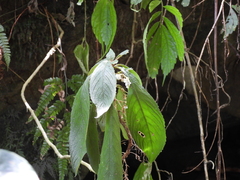Rhynchotechum discolor