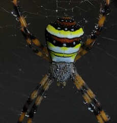 Argiope anasuja