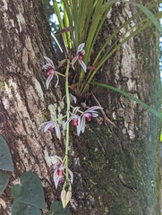 Cymbidium dayanum