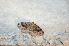 Triphosa dubitata