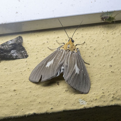 Asota producta