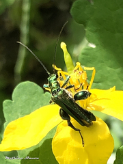 Oedemera nobilis