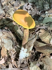 Aureoboletus betula