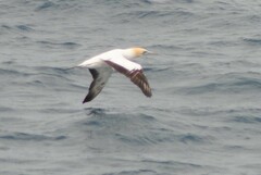Morus serrator