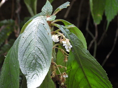 Rhynchotechum discolor