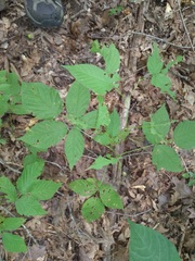 Rubus allegheniensis