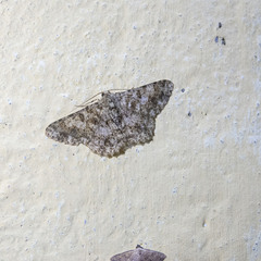 Cleora alienaria