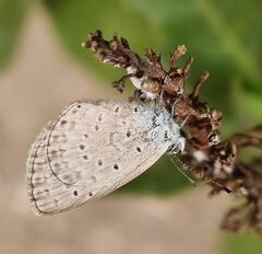Zizeeria knysna knysna