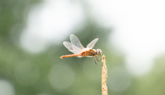 Urothemis signata