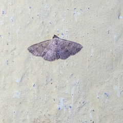 Cerynea punctilinealis