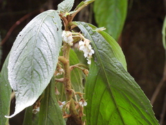 Rhynchotechum discolor