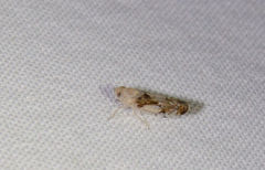 Cicadellidae