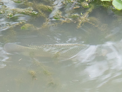 Oreochromis