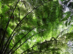 Alsophila spinulosa