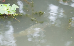 Oreochromis