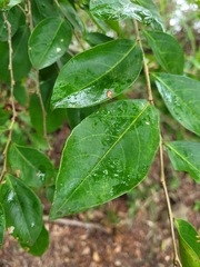 Glochidion rubrum