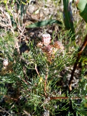 Serruria fasciflora