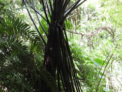 Alsophila spinulosa