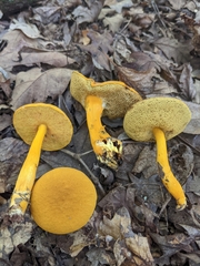 Aureoboletus auriflammeus
