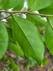 Glochidion rubrum