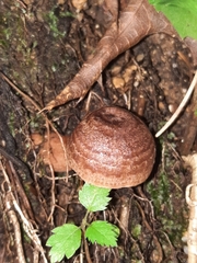 Lactarius quietus incanus
