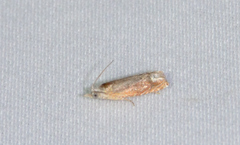 Eucosma