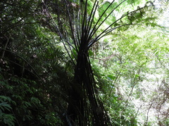 Alsophila spinulosa