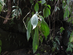 Rhynchotechum discolor